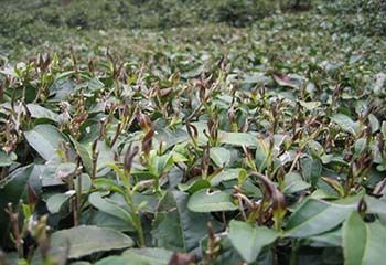 1471230068275231.jpg 突發(fā)倒春寒.jpg