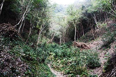 林業(yè)產(chǎn)業(yè)化龍頭企業(yè).jpg 林業(yè)產(chǎn)業(yè)化龍頭企業(yè).jpg