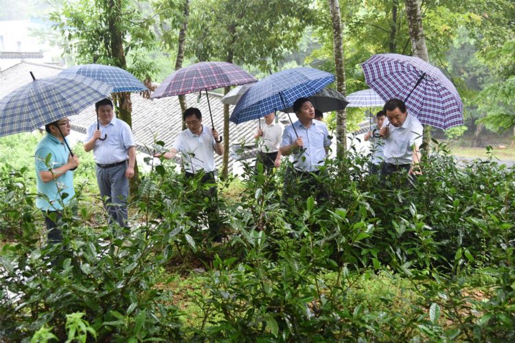 考察六百里茶業(yè).jpg 考察六百里茶業(yè).jpg