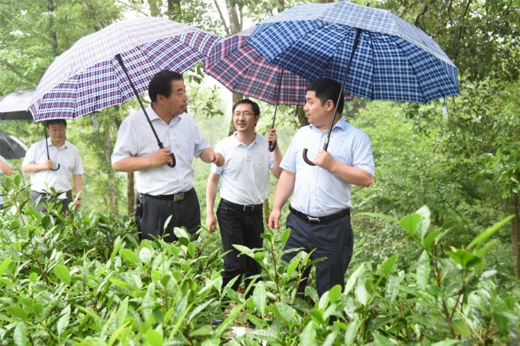 考察六百里茶業(yè).jpg 考察六百里茶業(yè).jpg