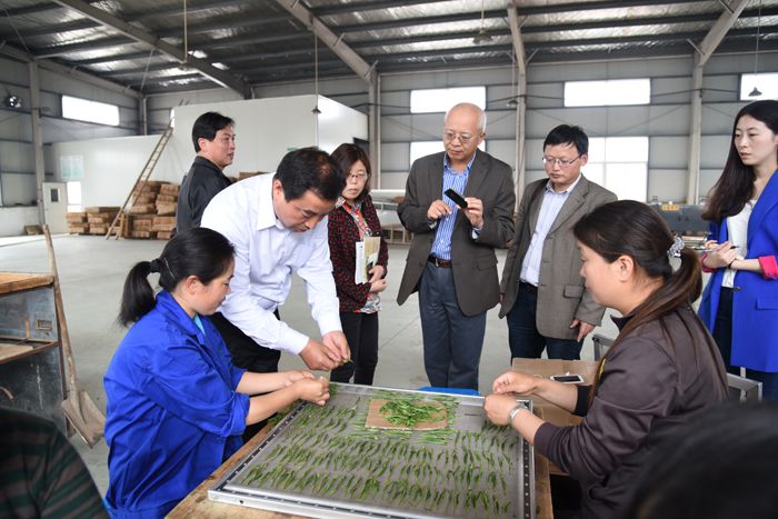 美國(guó)馬歇爾大學(xué)謝子建考察六百里茶業(yè).jpg 美國(guó)馬歇爾大學(xué)謝子建考察六百里茶業(yè).jpg