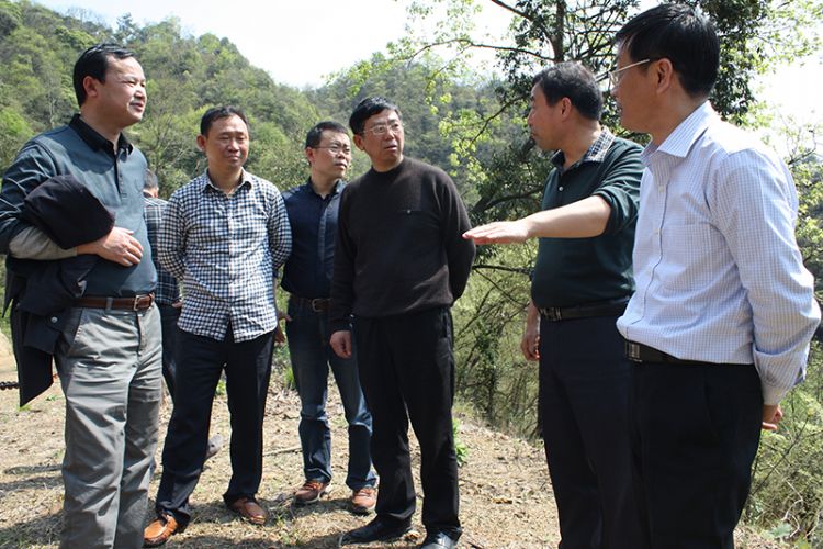 吳文達(dá)率隊(duì)調(diào)研六百里桃源野茶谷林下經(jīng)濟(jì).jpg 吳文達(dá)率隊(duì)調(diào)研六百里桃源野茶谷林下經(jīng)濟(jì).jpg