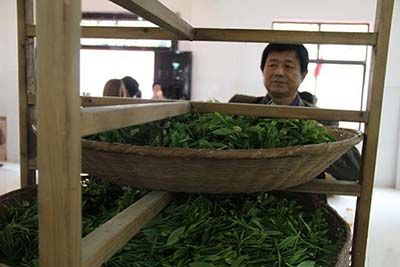 太平猴魁開園開采.jpg 太平猴魁開園開采.jpg