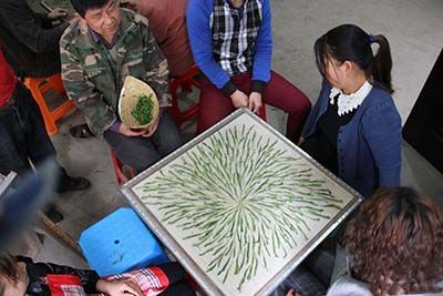 太平猴魁開園開采.jpg 太平猴魁開園開采.jpg