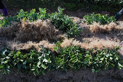 六百里猴魁茶業(yè)茶種改良.jpg 六百里猴魁茶業(yè)茶種改良.jpg