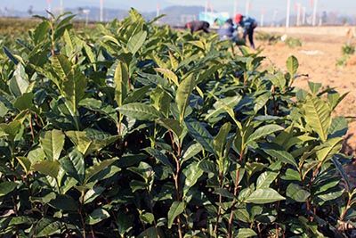 六百里猴魁茶業(yè)茶種改良.jpg 六百里猴魁茶業(yè)茶種改良.jpg