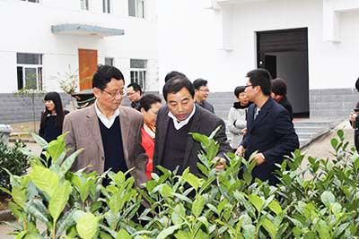 安徽省省、市政協(xié)委員視察六百里猴魁公司野茶谷.jpg