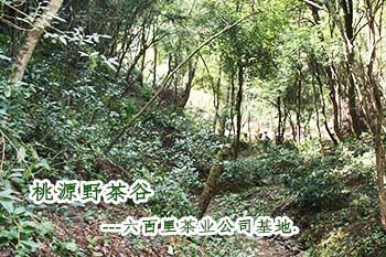 太平猴魁基地.jpg 太平猴魁基地.jpg